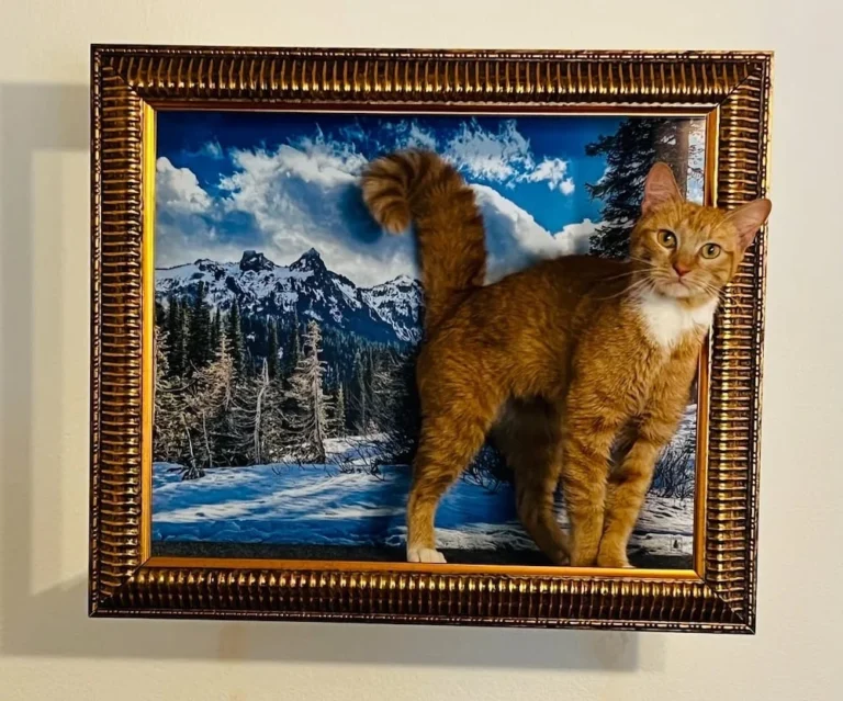 Frame Your Feline Shark Tank