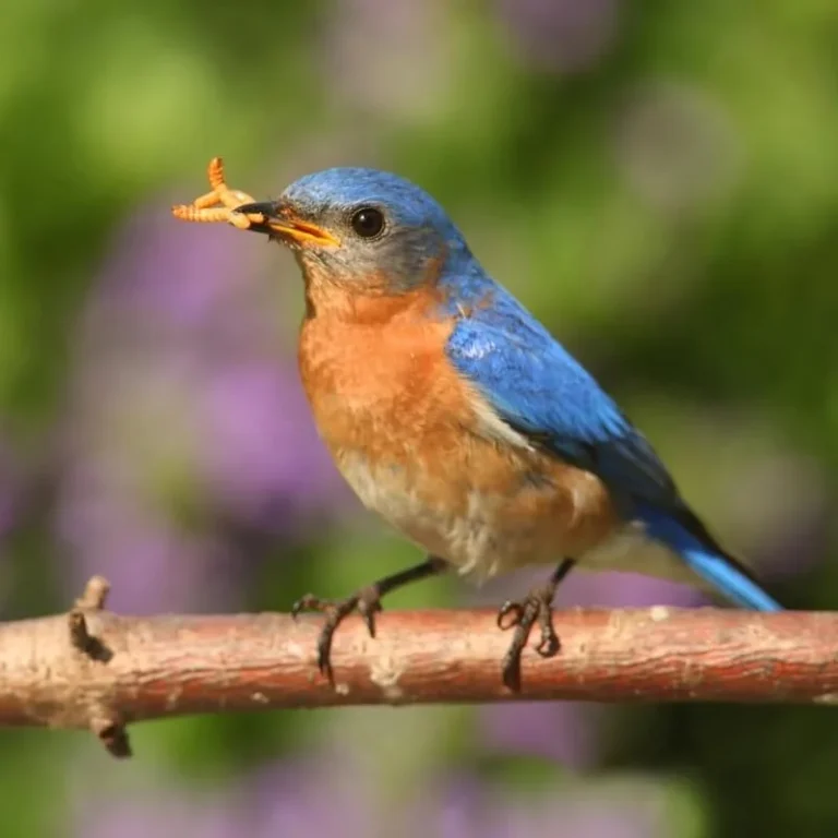Happy Birdwatcher Shark Tank